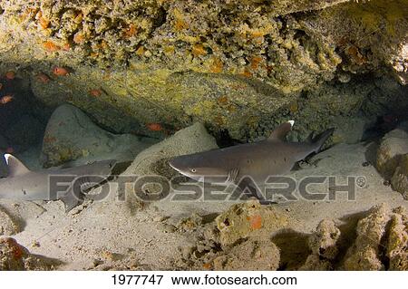 USA, Whitetip Reef Sharks (Triaenodon Obesus); Hawaii View Large Photo Image Stock Photo - USA, Whitetip Reef Sharks (Triaenodon Obesus); Hawaii. Fotosearch