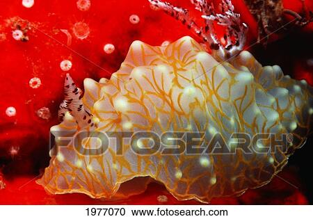 USA, With Red Sponge; Hawaii, Gold-Lace Nudibranch View Large Photo Image Stock Image - USA, With Red Sponge; Hawaii, Gold-Lace Nudibranch. Fotosearch