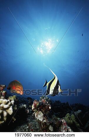 USA, With Sunburst; Hawaii, Tropical Fish On Reef View Large Photo Image Stock Image - USA, With Sunburst; Hawaii, Tropical Fish On Reef. Fotosearch