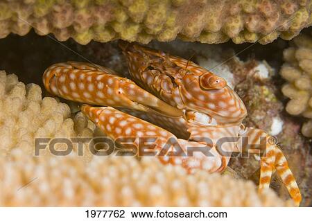 Stock Image - USA, Yellow Spotted Guard Crab (Trapezia Flavopunctata) in Antler Coral (Pocillopora Eydouxi); Hawaii. Fotosearch