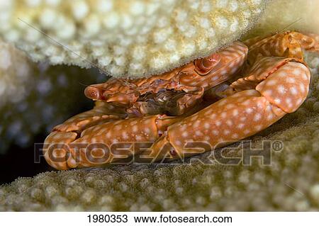 USA, Yellow Spotted Guard Crab (Trapezia Flavopunctata) tucked within Antler Coral (Pocillopora Eydouxi); Hawaii View Large Photo Image Stock Image - USA, Yellow Spotted Guard Crab (Trapezia Flavopunctata) tucked within Antler Coral (Pocillopora Eydouxi); Hawaii. Fotosearch