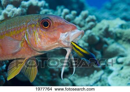 USA, Yellowfin Goatfish (Mulloidichthys Vanicolensis) and endemic Hawaiian Cleaner Wrasse (Labroides Phthirophagus); Hawaii View Large Photo Image Picture - USA, Yellowfin Goatfish (Mulloidichthys Vanicolensis) and endemic Hawaiian Cleaner Wrasse (Labroides Phthirophagus); Hawaii. Fotosearch