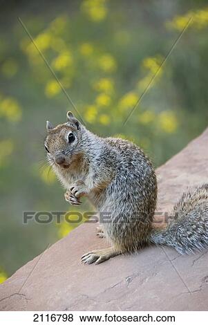 Utah, Zion National Park, Rock Squirrel on ledge. View Large Photo Image Stock Photo - Utah, Zion National Park, Rock Squirrel on ledge.. Fotosearch