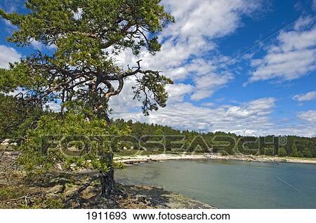 Stock Image - Uto Island, Baltic Archipelago Off Stockholm, Sweden. Fotosearch
