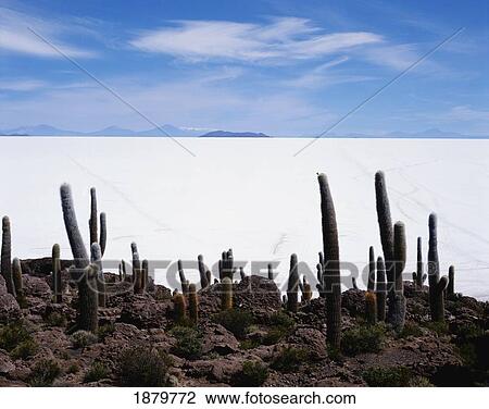 Stock Image - Uyuni Salt Flat And Cacti. Fotosearch