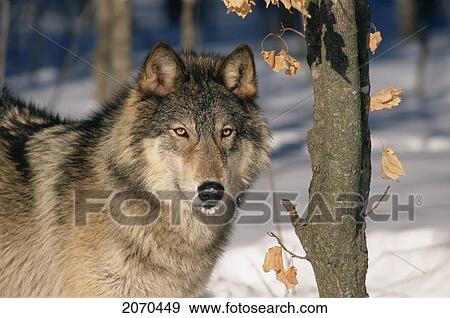 V. Hurst, 31442D; Gray Wolf In Winter View Large Photo Image Stock Photo - V. Hurst, 31442D; Gray Wolf In Winter. Fotosearch