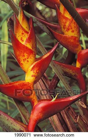 Stock Image - Variated Lobster Claw Heliconia. Fotosearch