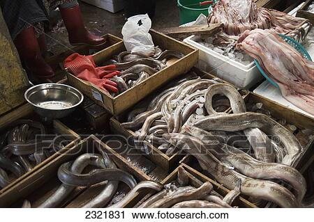 Various seafood in wooden crates at fish market; Pusan, South Korea View Large Photo Image Stock Image - Various seafood in wooden crates at fish market; Pusan, South Korea. Fotosearch
