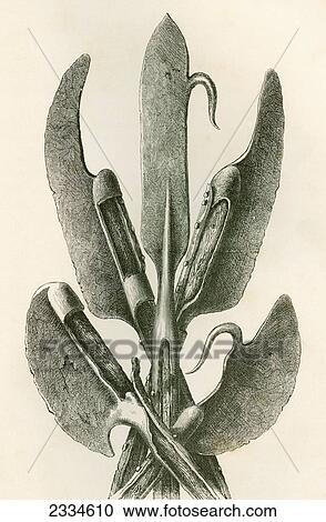 Various Types Of Lochaber Axes. From The British Army: It's Origins, Progress And Equipment, Published 1868. View Large Photo Image Stock Image - Various Types Of Lochaber Axes. From The British Army: It's Origins, Progress And Equipment, Published 1868.. Fotosearch