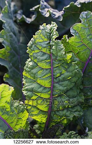 Stock Photo - Vegetable plant growing at One Love organic farm; Abbotsford, British Columbia, Canada. Fotosearch