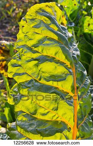 Stock Photo - Vegetable plant growing at One Love organic farm; Abbotsford, British Columbia, Canada. Fotosearch