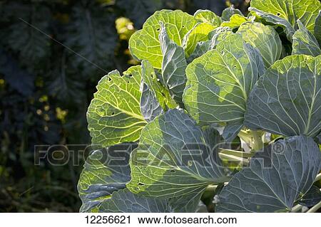 Stock Image - Vegetable plant growing in garden at One Love organic farm; Abbotsford, British Columbia, Canada. Fotosearch