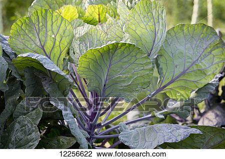 Stock Image - Vegetable plant growing in garden at One Love organic farm; Abbotsford, British Columbia, Canada. Fotosearch