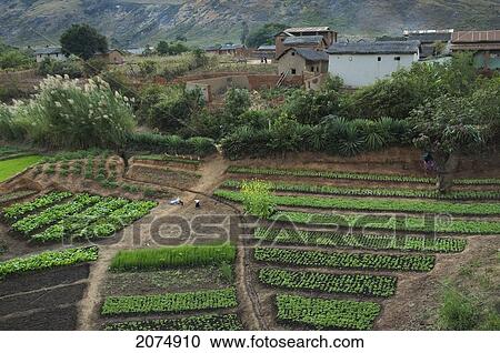 Vegetables Planted In Fields Along The Road Between Ranohira & Ambalavao, Fianarantsoa Province, Madagascar View Large Photo Image Stock Image - Vegetables Planted In Fields Along The Road Between Ranohira & Ambalavao, Fianarantsoa Province, Madagascar. Fotosearch