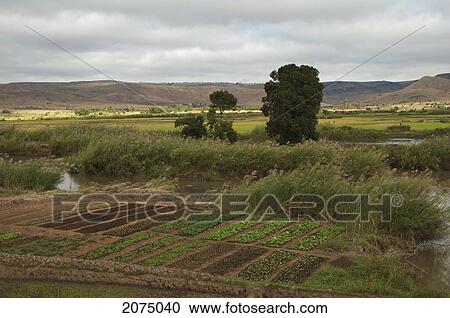 Stock Image - Vegetables Planted In Fields Along The Road Between Ranohira & Ambalavao, Fianarantsoa Province, Madagascar. Fotosearch