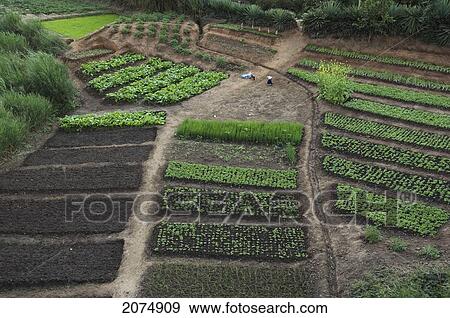 Vegetables Planted In Fields Along The Road Between Ranohira & Ambalavao, Fianarantsoa Province, Madagascar View Large Photo Image Stock Photo - Vegetables Planted In Fields Along The Road Between Ranohira & Ambalavao, Fianarantsoa Province, Madagascar. Fotosearch