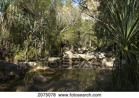 Stock Photo - Vegetation At The Bottom Of The Canyon Des Makis, Isalo National Park, Fianarantsoa Province, Madagascar. Fotosearch