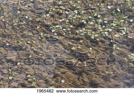 Stock Image - Vegetation In Laguna Chungara, Lauca National Park, Arica & Parinacota Region, Chile. Fotosearch