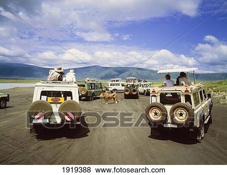 Vehicles Gathered Round Male Lion View Large Photo Image Stock Photo - Vehicles Gathered Round Male Lion. Fotosearch