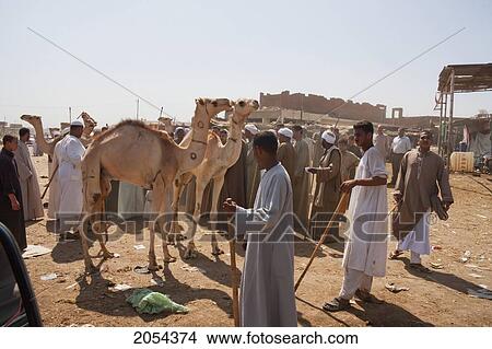 Picture - Vendors And Camels For Sale At The Camel Market, Birqash, Al Jizah, Egypt. Fotosearch