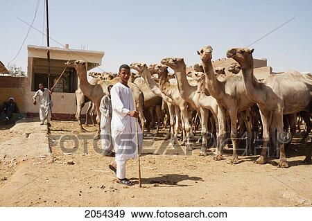 Stock Photo - Vendors And Camels For Sale At The Camel Market, Birqash, Al Jizah, Egypt. Fotosearch