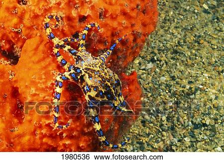 Stock Photograph - Venomous Blue Ringed Octopus (Hapalochlaena Maculosa) attached to sea sponge; Australia. Fotosearch