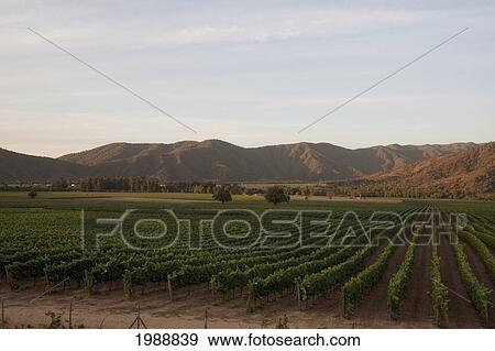 Stock Photo - Veramonte Vineyard, Casablanca, Valparaiso Region, Chile. Fotosearch