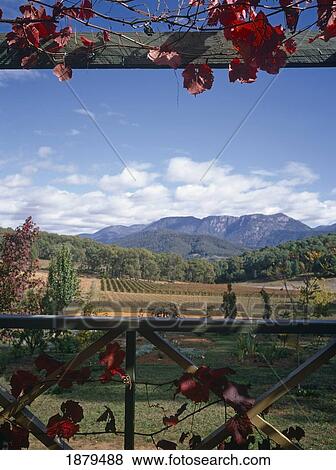 Veranda View Of Mount Buffalo With Vineyards View Large Photo Image Stock Photo - Veranda View Of Mount Buffalo With Vineyards. Fotosearch