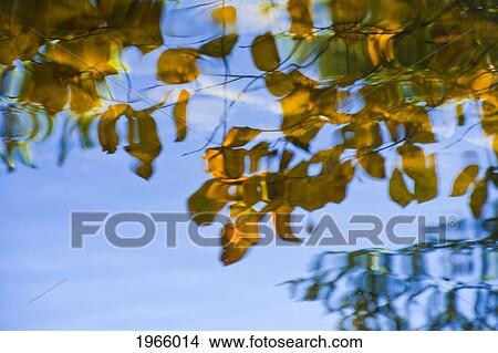 Picture - Vermont, Salisbury, Branbury State Park, Mt. Moosalamaloo, Reflection Of Autumn Leaves In Mountain Lake.. Fotosearch