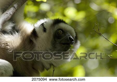 Picture - Verreaux's Sifaka (Propithecus Verreauxi), Isalo National Park, Fianarantsoa Province, Madagascar. Fotosearch