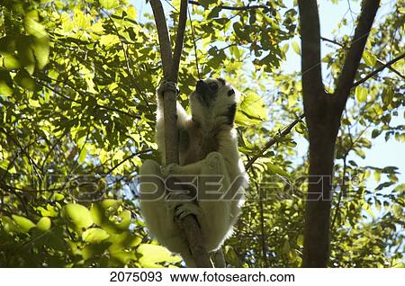 Stock Image - Verreaux's Sifaka (Propithecus Verreauxi), Isalo National Park, Fianarantsoa Province, Madagascar. Fotosearch