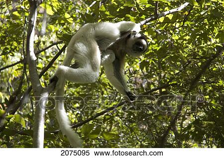 Verreaux's Sifaka (Propithecus Verreauxi), Isalo National Park, Fianarantsoa Province, Madagascar View Large Photo Image Stock Photography - Verreaux's Sifaka (Propithecus Verreauxi), Isalo National Park, Fianarantsoa Province, Madagascar. Fotosearch