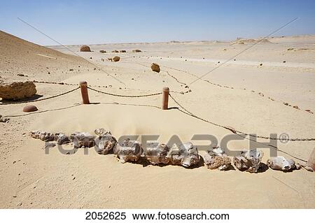 Vertebrae Of A Basilosaurus Isis Whale, Wadi El Rayan, El Fayoum, Egypt View Large Photo Image Stock Photography - Vertebrae Of A Basilosaurus Isis Whale, Wadi El Rayan, El Fayoum, Egypt. Fotosearch