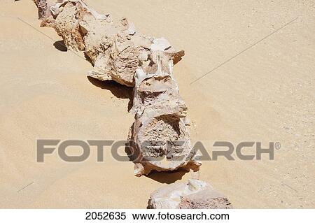Vertebrae Of A Basilosaurus Isis Whale, Wadi El Rayan, El Fayoum, Egypt View Large Photo Image Stock Photography - Vertebrae Of A Basilosaurus Isis Whale, Wadi El Rayan, El Fayoum, Egypt. Fotosearch