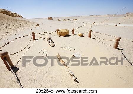 Vertebrae, Ribs And Lower Jaw Of A Basilosaurus Isis Whale, Wadi El Rayan, El Fayoum, Egypt View Large Photo Image Stock Photography - Vertebrae, Ribs And Lower Jaw Of A Basilosaurus Isis Whale, Wadi El Rayan, El Fayoum, Egypt. Fotosearch