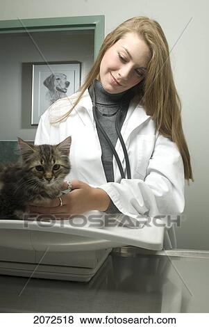 Stock Photo - Vet Examining Kitten, Roxboro, Quebec. Fotosearch