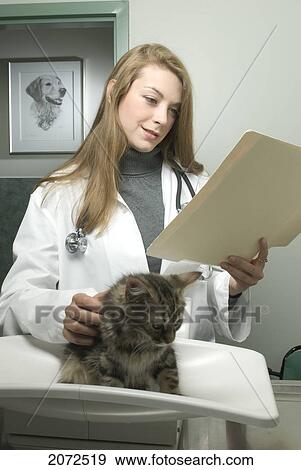 Stock Photo - Vet Getting Ready To Examine Kitten, Looking At Chart, Roxboro, Quebec. Fotosearch