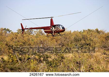 Stock Photo - Veterinarian shooting a dart into a rhinoceros from a helicopter, rhino notching in Phinda Private Game Reserve; South Africa. Fotosearch