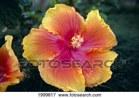 Vibrant Colored Hibiscus Blossom, Yellow Orange Pink On Plant, Outdoors C1659 View Large Photo Image Stock Photo - Vibrant Colored Hibiscus Blossom, Yellow Orange Pink On Plant, Outdoors C1659. Fotosearch