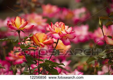 Vibrant pink roses; Maui, Hawaii, United States of America View Large Photo Image Stock Photograph - Vibrant pink roses; Maui, Hawaii, United States of America. Fotosearch