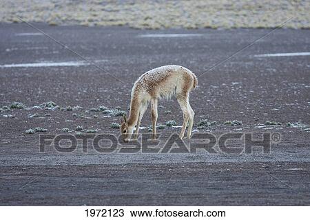 Vicuna (Vicugna Vicugna) By The El Tatio Geysers, Antofagasta Region, Chile View Large Photo Image Stock Image - Vicuna (Vicugna Vicugna) By The El Tatio Geysers, Antofagasta Region, Chile. Fotosearch