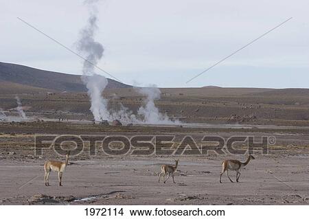 Picture - Vicunas (Vicugna Vicugna) By The El Tatio Geysers, Antofagasta Region, Chile. Fotosearch