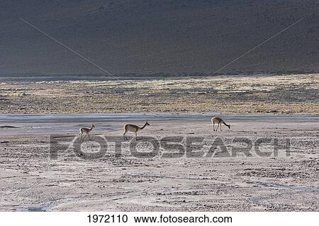 Vicunas (Vicugna Vicugna) By The El Tatio Geysers, Antofagasta Region, Chile View Large Photo Image Stock Image - Vicunas (Vicugna Vicugna) By The El Tatio Geysers, Antofagasta Region, Chile. Fotosearch