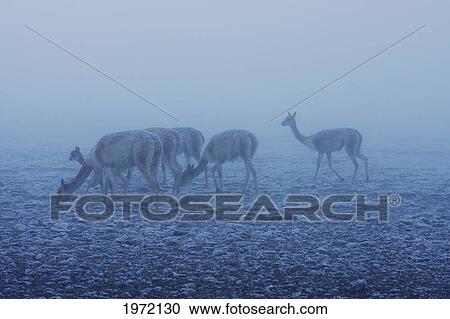 Stock Image - Vicunas (Vicugna Vicugna) By The El Tatio Geysers, Antofagasta Region, Chile. Fotosearch