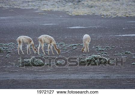 Vicunas (Vicugna Vicugna) By The El Tatio Geysers, Antofagasta Region, Chile View Large Photo Image Stock Photo - Vicunas (Vicugna Vicugna) By The El Tatio Geysers, Antofagasta Region, Chile. Fotosearch