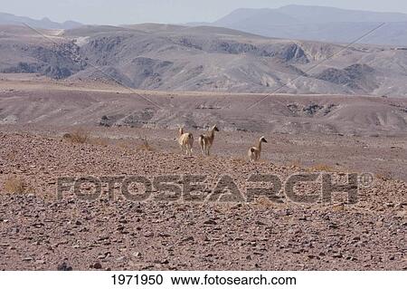 Stock Image - Vicunas (Vicugna Vicugna) Near Ayquina, Antofagasta Region, Chile. Fotosearch