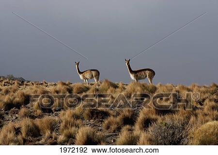 Vicunas (Vicugna Vicugna) Near Yuma, Antofagasta Region, Chile View Large Photo Image Stock Image - Vicunas (Vicugna Vicugna) Near Yuma, Antofagasta Region, Chile. Fotosearch