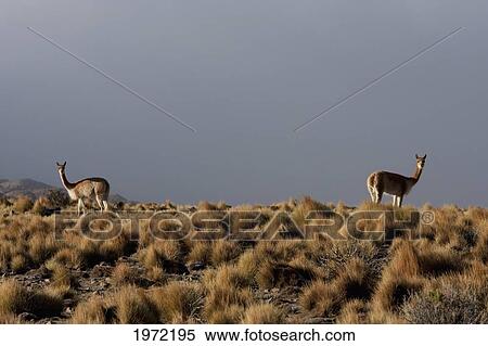 Vicunas (Vicugna Vicugna) Near Yuma, Antofagasta Region, Chile View Large Photo Image Stock Photography - Vicunas (Vicugna Vicugna) Near Yuma, Antofagasta Region, Chile. Fotosearch