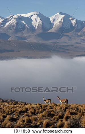 Vicunas (Vicugna Vicugna) On The Altiplano With Aucanquilcha Volcano In The Background, Antofagasta Region, Chile View Large Photo Image Stock Photo - Vicunas (Vicugna Vicugna) On The Altiplano With Aucanquilcha Volcano In The Background, Antofagasta Region, Chile. Fotosearch