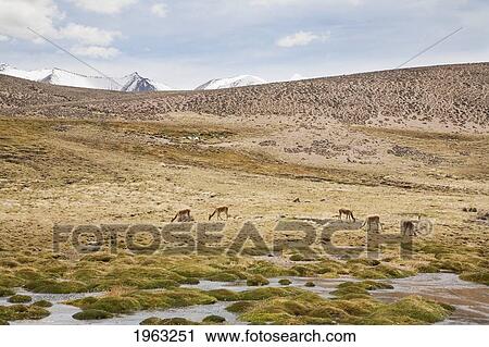 Stock Image - Vicunas With The Nevados De Payachata In The Background, Lauca National Park, Arica And Parinacota Region, Chile. Fotosearch